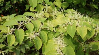 Stop aux invasives