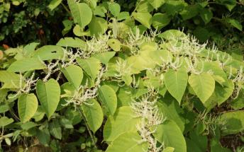 Stop aux invasives