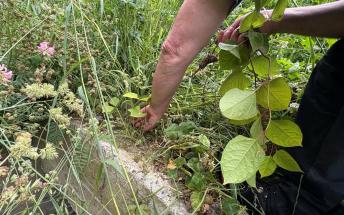 lutte contre les especes exotiques envahissantes ©Avis Vert 2025